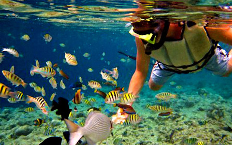 Balicasag Island Snorkling