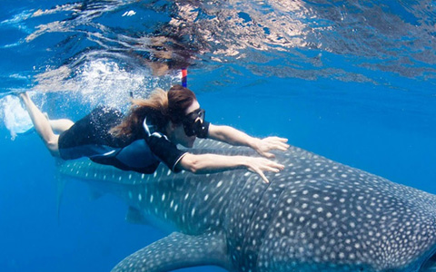 Oslob Whale Shark Encounter