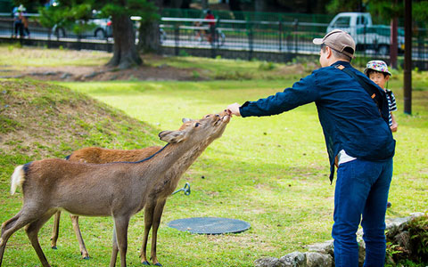 Sika deer in Nara