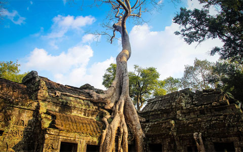 Ta Prohm in Siem Reap