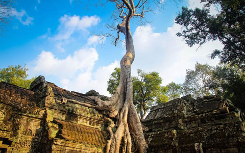 Ta Prohm