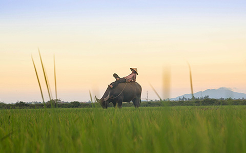 When is the Best Time to Visit Vietnam? 